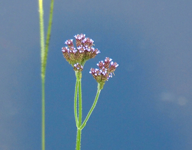 [Against the blue background of the water is a thin green stem which branches into three stems with a grouping of greenish clumps at the top from which teeny tiny purple flowers peep out.]